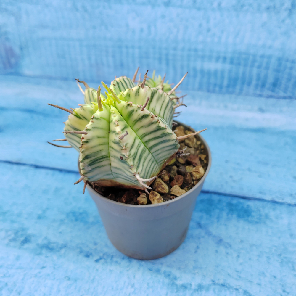 Euphorbia meloformis f. Variegated (Эуфорбия вариегатная)