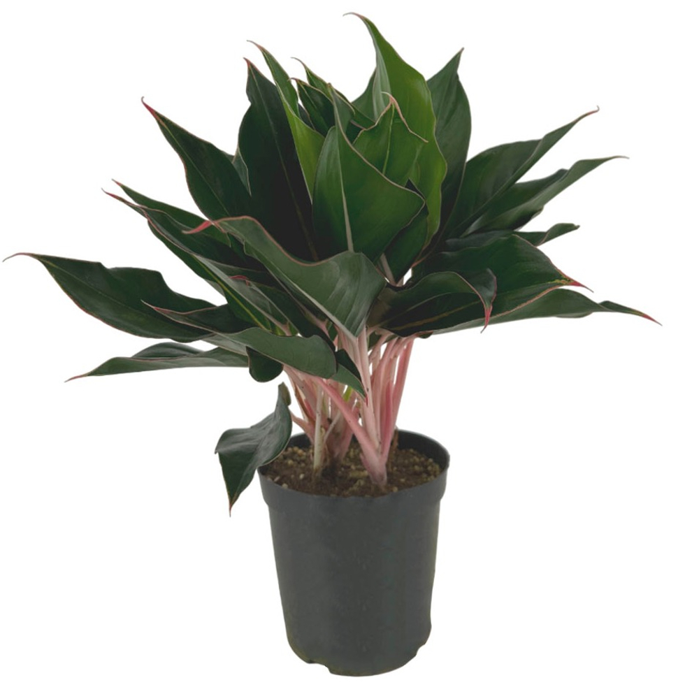 Аглаонема Сапфир