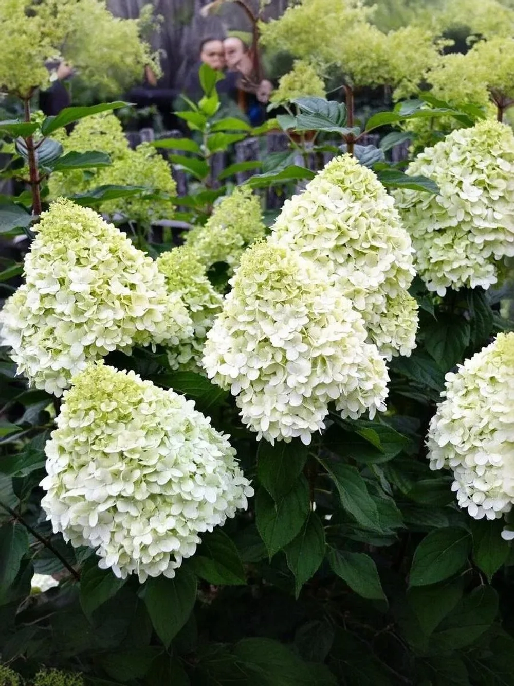 Гортензия метельчатая Геркулес