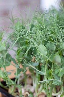 Свежая микрозелень гороха / 4 бокса / суперфуд