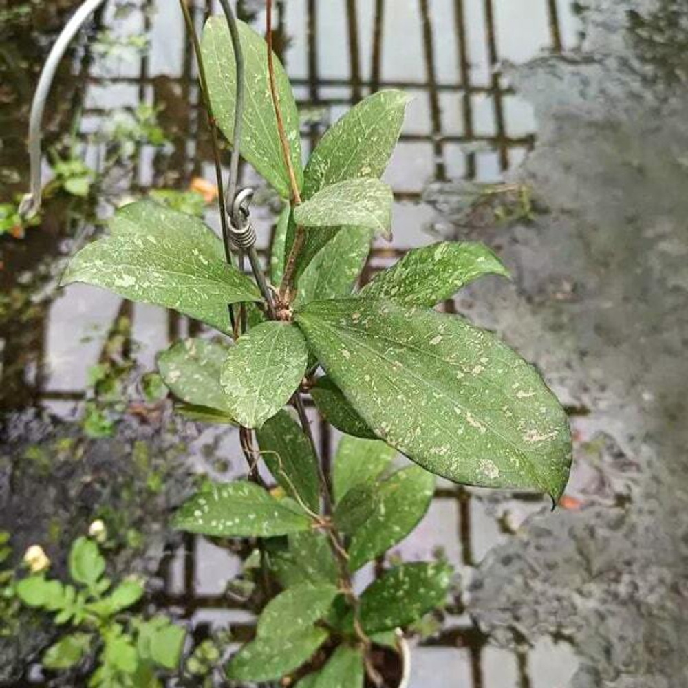 Хойя ERYTHRINA SPLASH