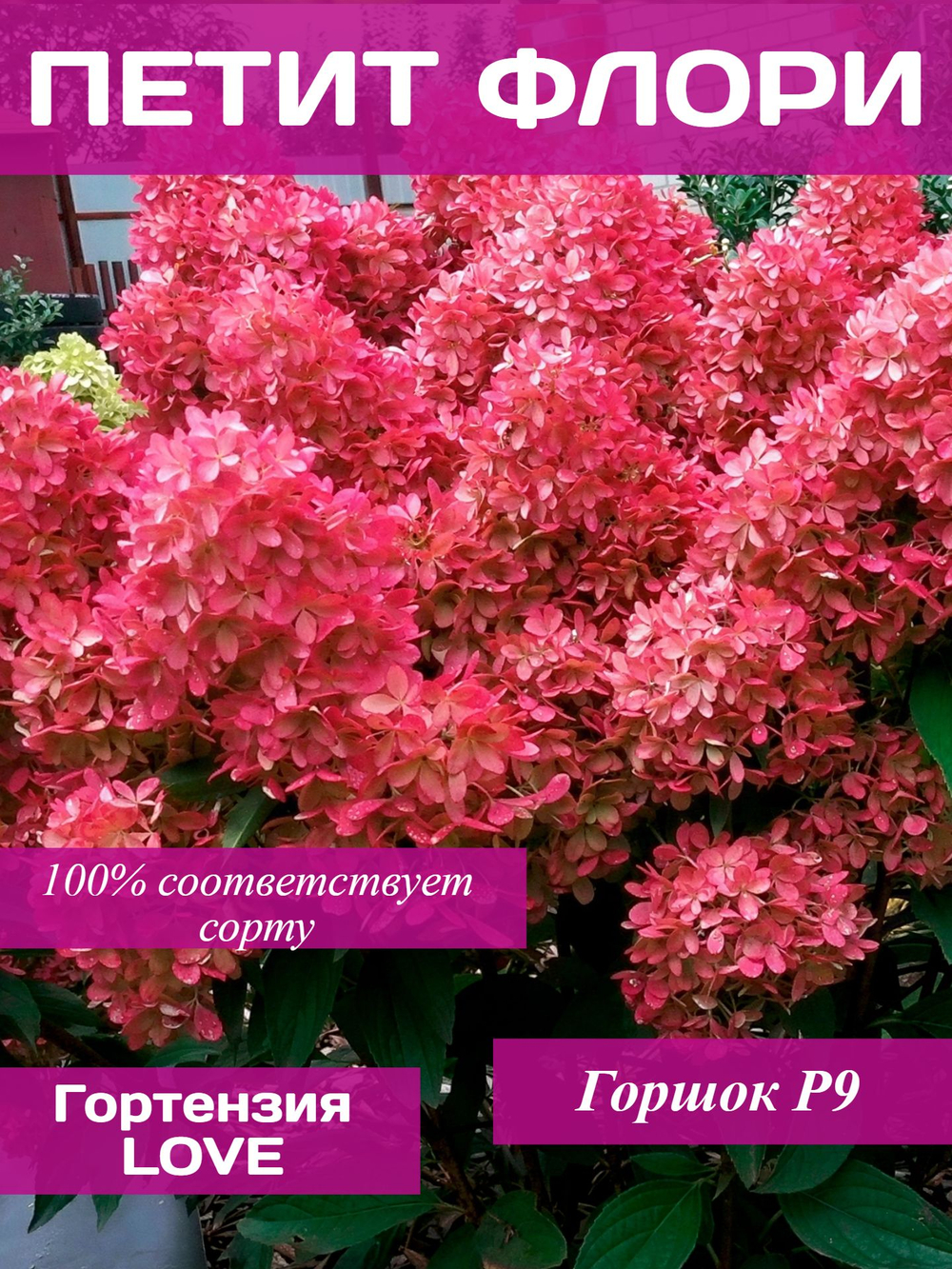 Гортензия Петит Флори