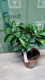 C. deliciosa “Sweet Sicily”