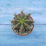 Gymnocalycium Friedrichii (Гимнокалициум)