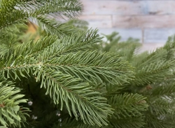 Ель Дворянская 215 см., 100% Литая хвоя, Black Box (74557)