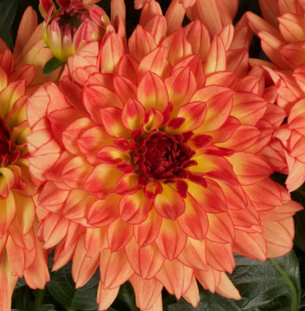 Евро Георгина Далина Макси Текила укорененный черенок ОКС март