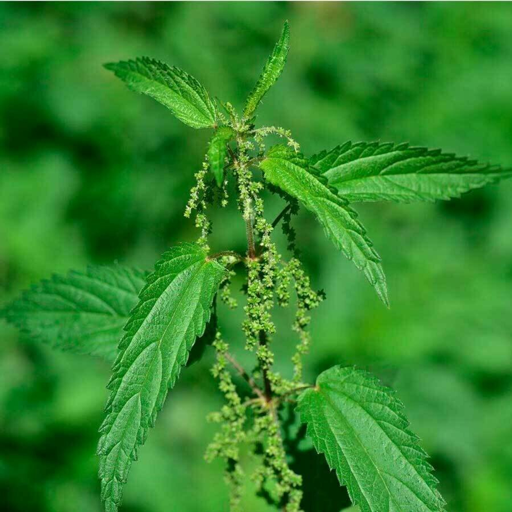 Крапива (трава) 500гр.