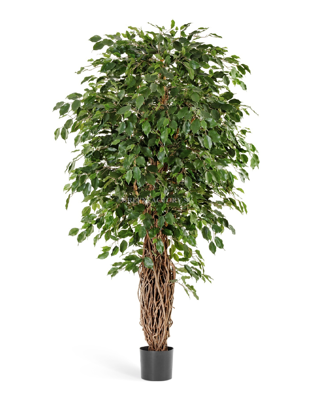 Фикус лиана де люкс