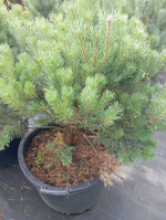 Сосна обыкновенная Ватерери С10 80-100