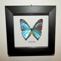 Бабочка Morpho aega в рамке