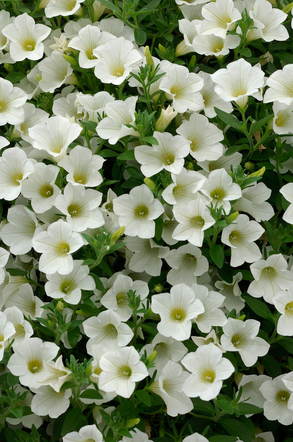 ЕВРО Петуния Surfinia Table White укорененный черенок ОКС март Koh