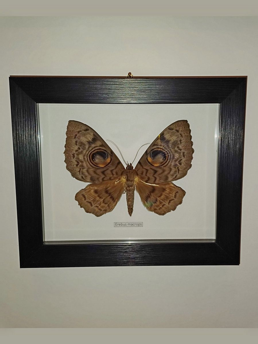 Бабочка Erebus macrops в рамке