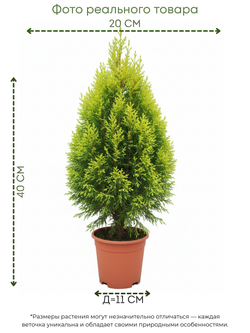 Кипарисовое дерево д.11