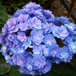 Ю энд ми Тугезе (Крупнолистная гортензия)