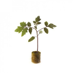 Брюс F1 семена подвоя (Rijk Zwaan / Райк Цваан)