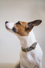 Ошейник "Кантри-пони" Графит (льняной канат)