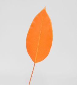 TR 559S Лист имбиря