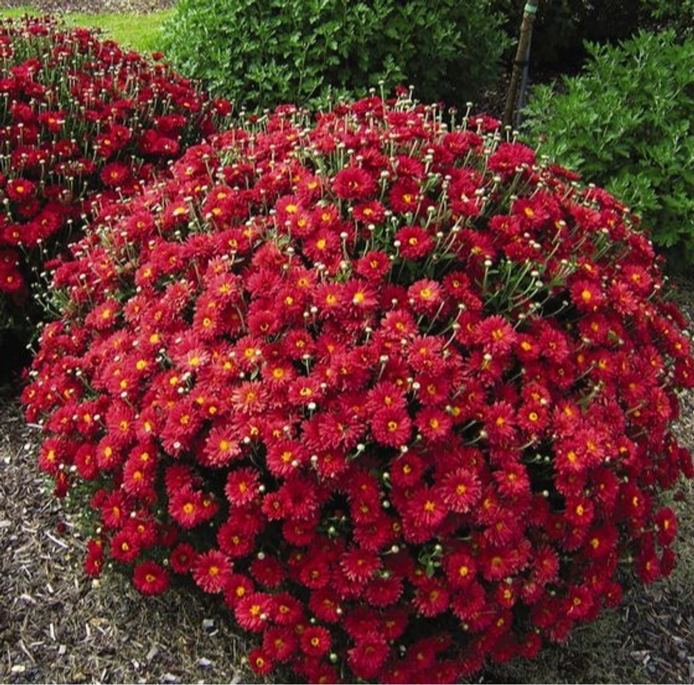 Хризантема шаровидная