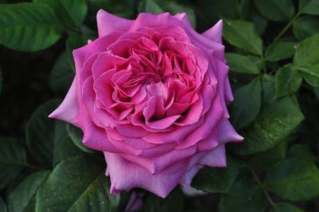 Шартрез де Парм (Chartreuse de Parme)