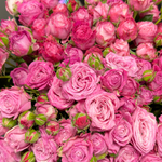 Розы кустовые пионовидные «Леди Бомбастик»