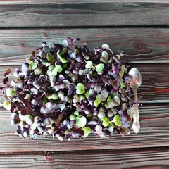 Редис фиолетовый на корне (лоток) / 40 гр сверху