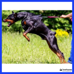 Карабин фаловый быстроразъемный с вертлюгом, 87 мм.