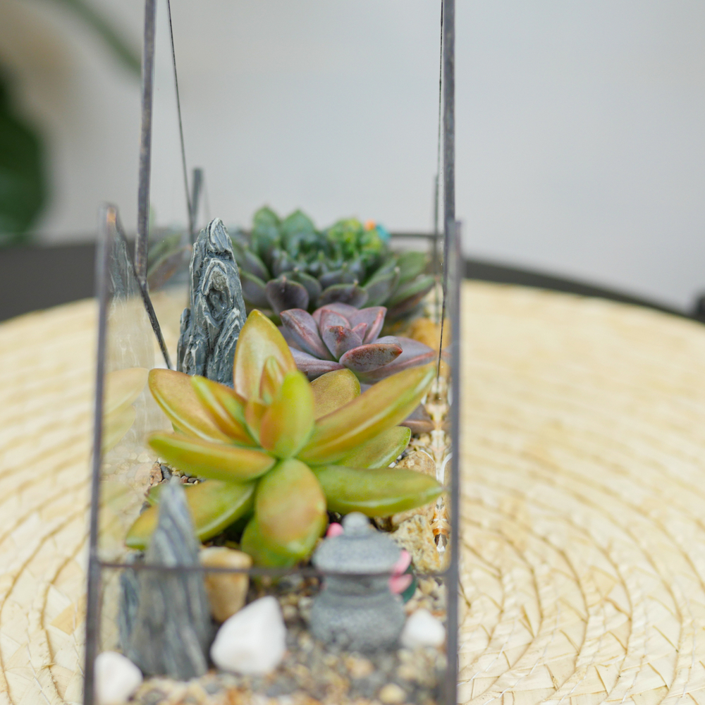 Готовый флорариум с суккулентами Горы "Грёзы востока"