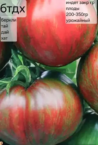 БЕРКЛИ ТАЙ ДАЙ ХААТ