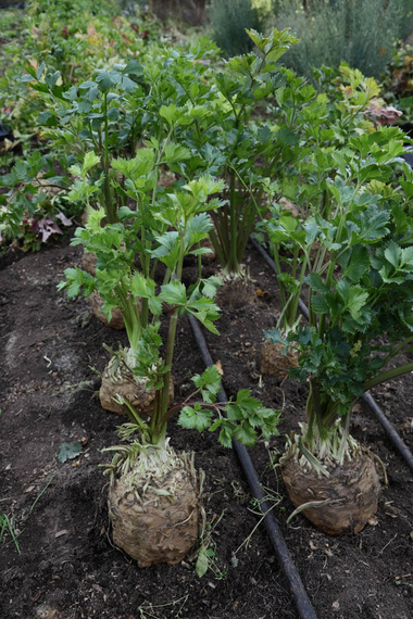 Стимул семена сельдерея корневого (Гавриш) – фото 4
