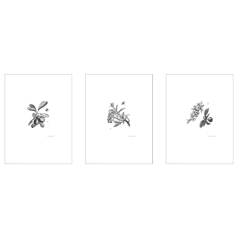 IKEA BILD  (ИКЕА БИЛД)  -  Постер, Цветущие фруктовые деревья, 30x40 см