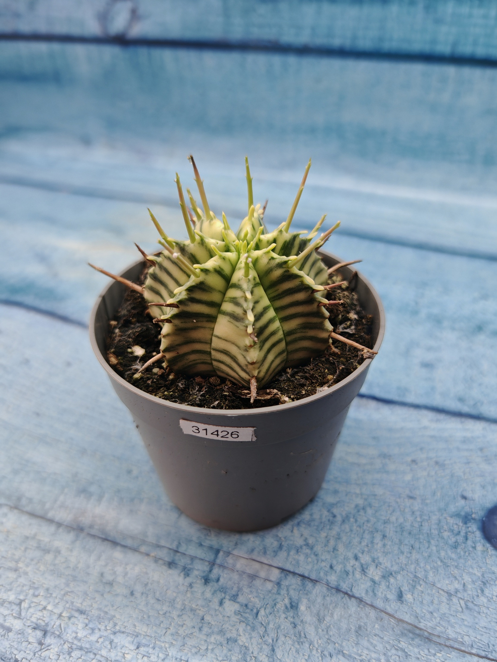 Euphorbia meloformis f. Variegated (Эуфорбия вариегатная)