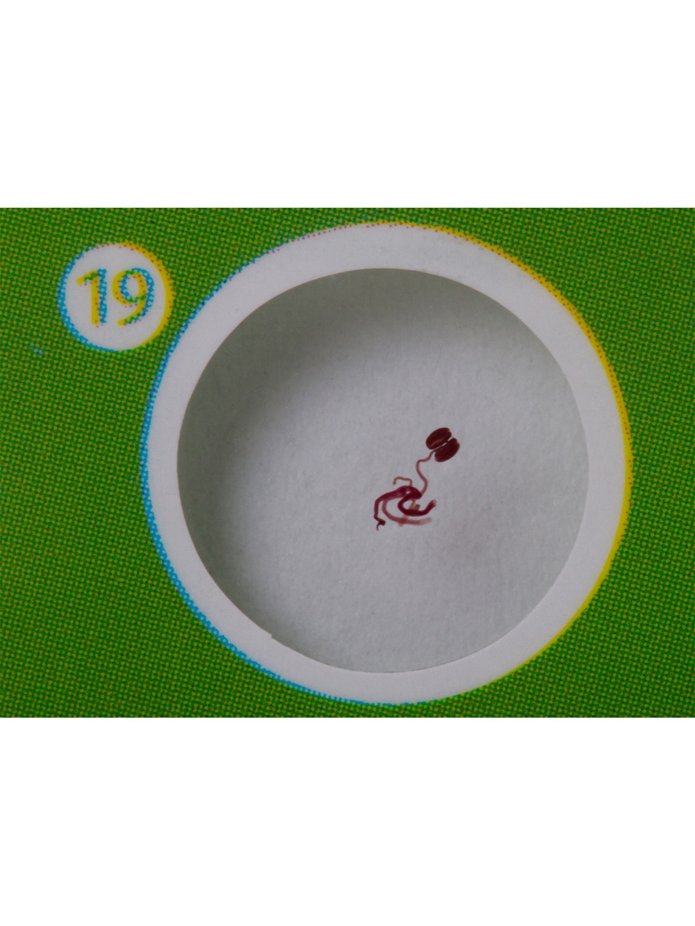 Набор микропрепаратов Levenhuk LabZZ P12, растения