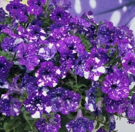 ЕВРО Петуния sky family Night sky укорененный черенок ОКС