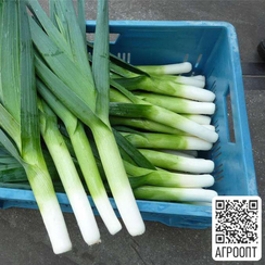 Ралли F1 семена лука порей (Bejo / Бейо)