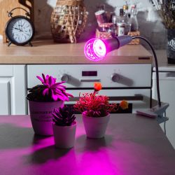 LED-A60-15W-SPSB-E27-CL PLP30GR Лампа светодиодная для растений. Форма A. прозрачная. Спектр для рассады и цветения. Картон. ТМ ФитоЛето