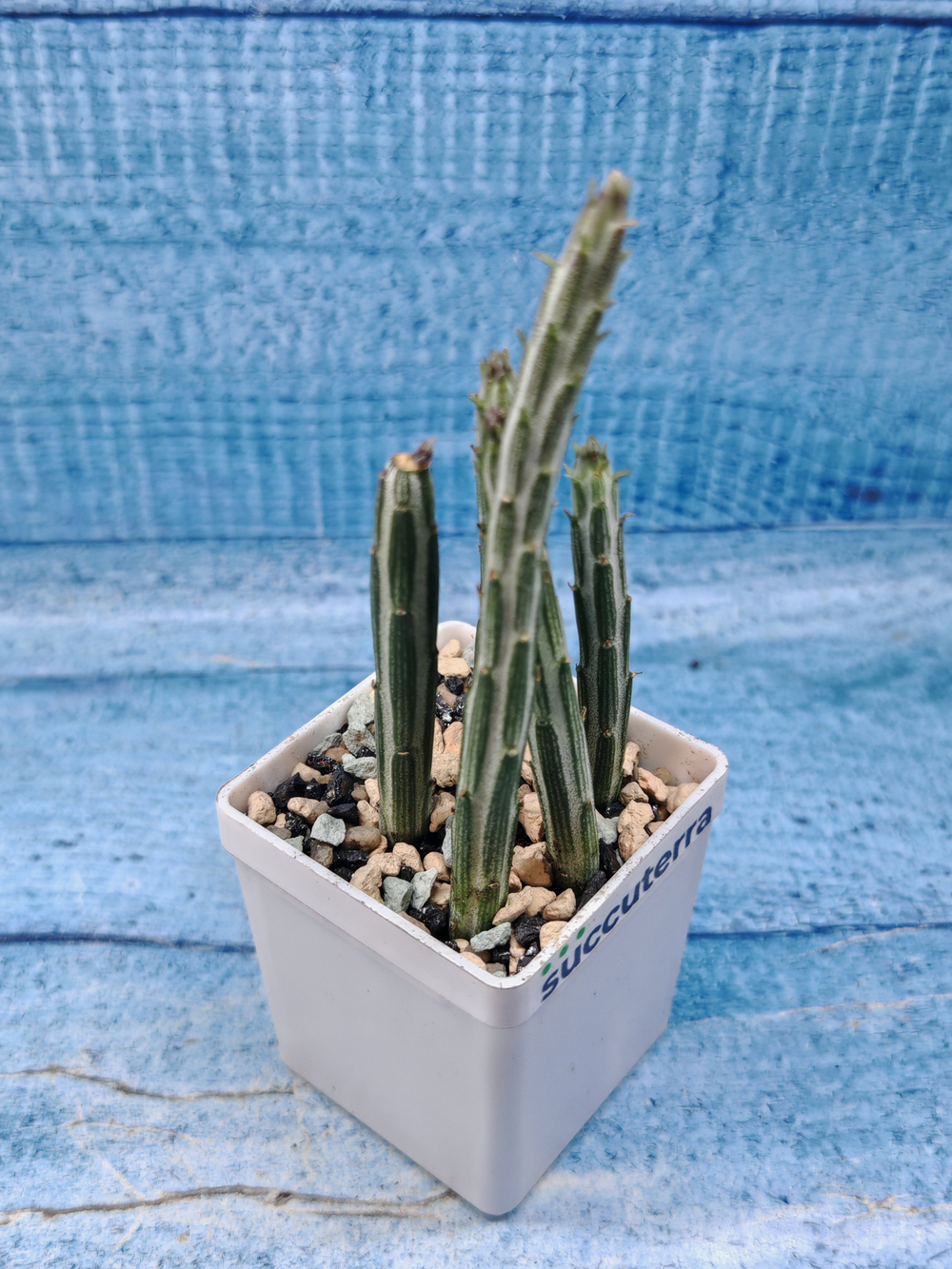 Senecio Stapeliiformis (Крестовник)