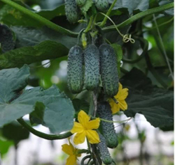 Огурец Эколь F1 / AKOL F1 Syngenta 5шт.
