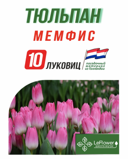 Тюльпан Мемфис, 10 шт