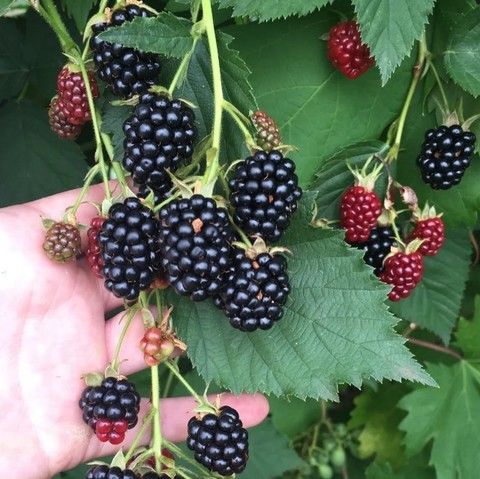 Ежевика Торнфри (без шипов)