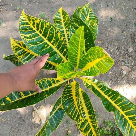 Кротон SERIBU BINTANG