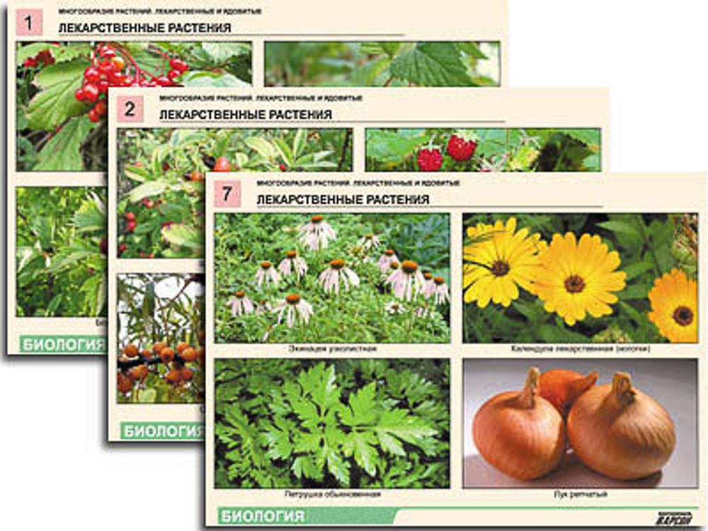 Комплект таблиц по ботанике раздат. &amp;#34;Многообразие растений. Лекарственные и ядовитые&amp;#34;(16 шт.,А4,лам)
