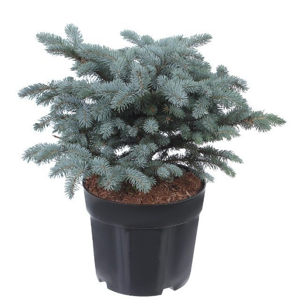 Ель колючая (голубая) Глаука Глобоза С10 30-40