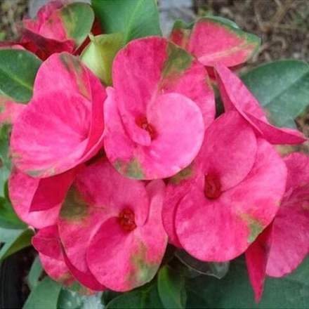 Эуфорбия Миля DOUNG KAONA