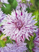 Георгин кактусовидный Хай Трио