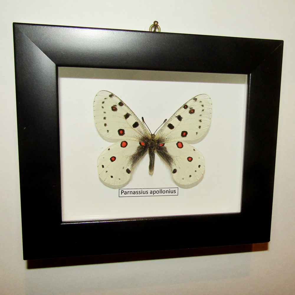 Бабочка Parnassius apollonius в рамке