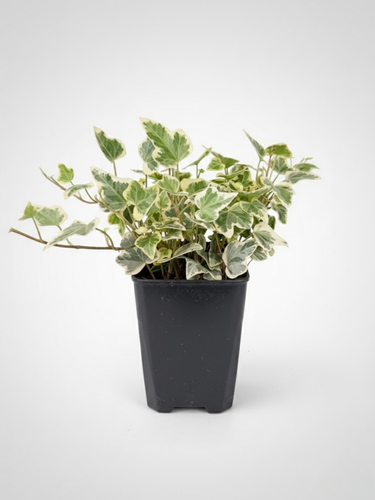 Хиты продаж