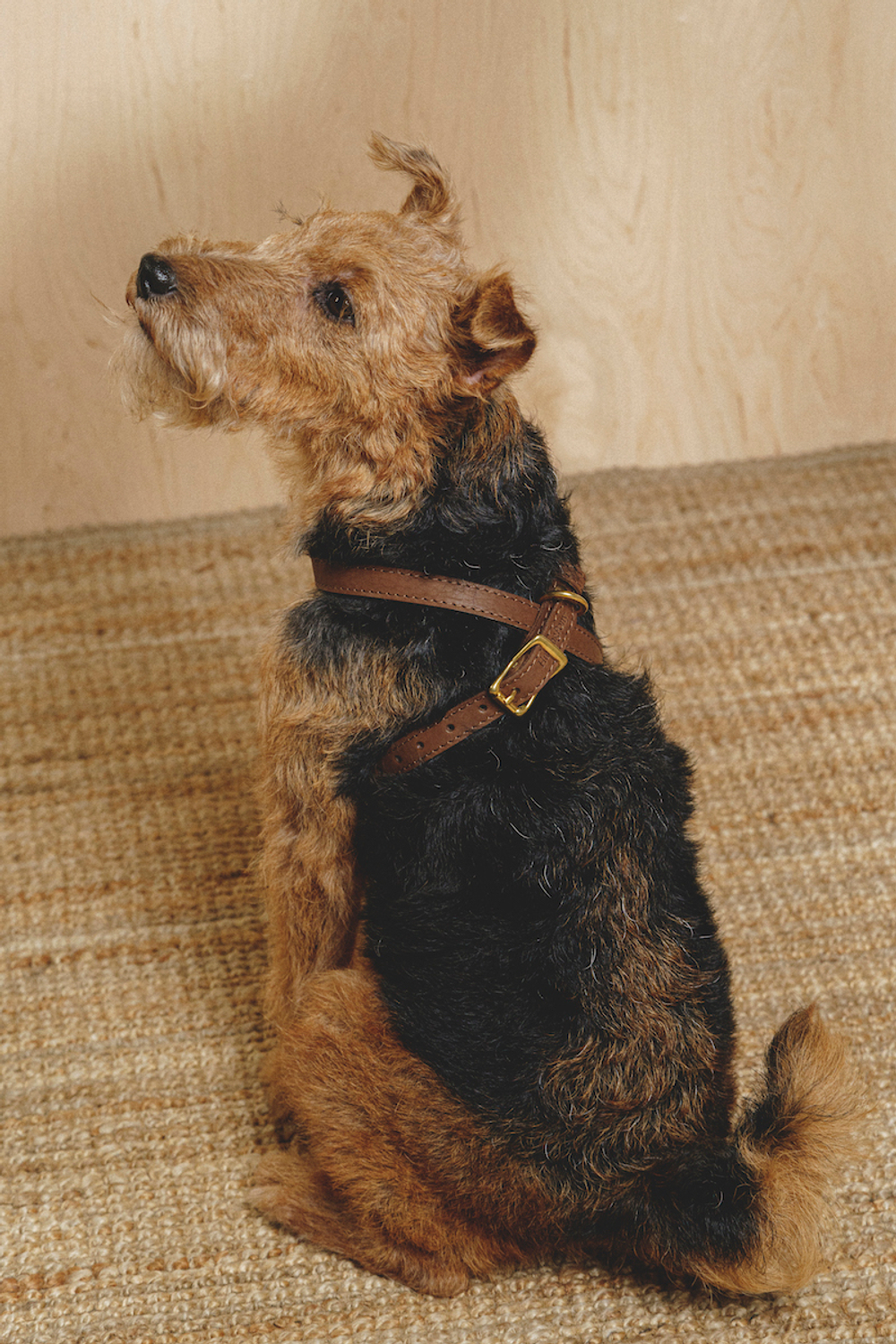 Цельнокожаная шлейка Коричневый