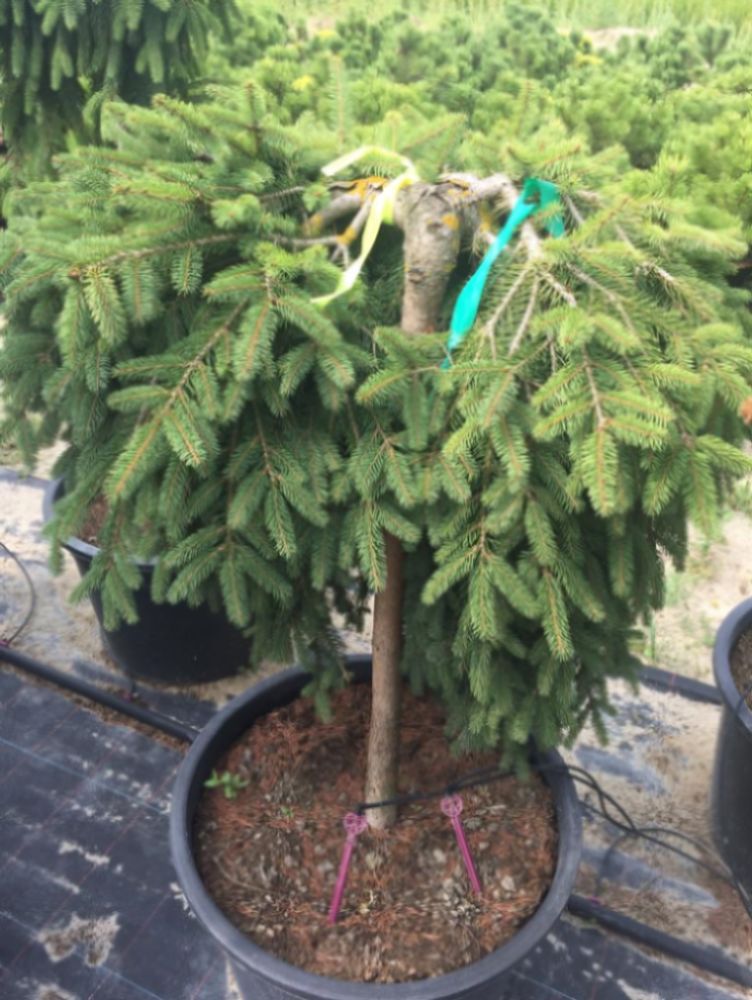 Ель обыкновенная Форманек штамб 100-120 см Закупка М66 апрель 2026