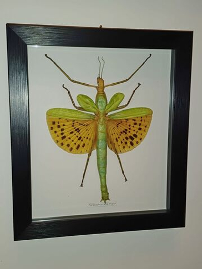 Палочник Paracyphocrania major в рамке