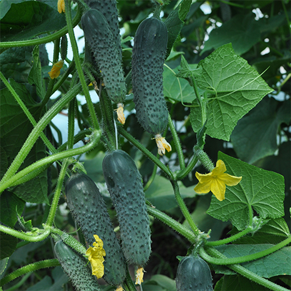 Огурец Вятич F1 7шт ВитаГрин ЭКСТРА